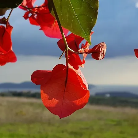 Paraskevi